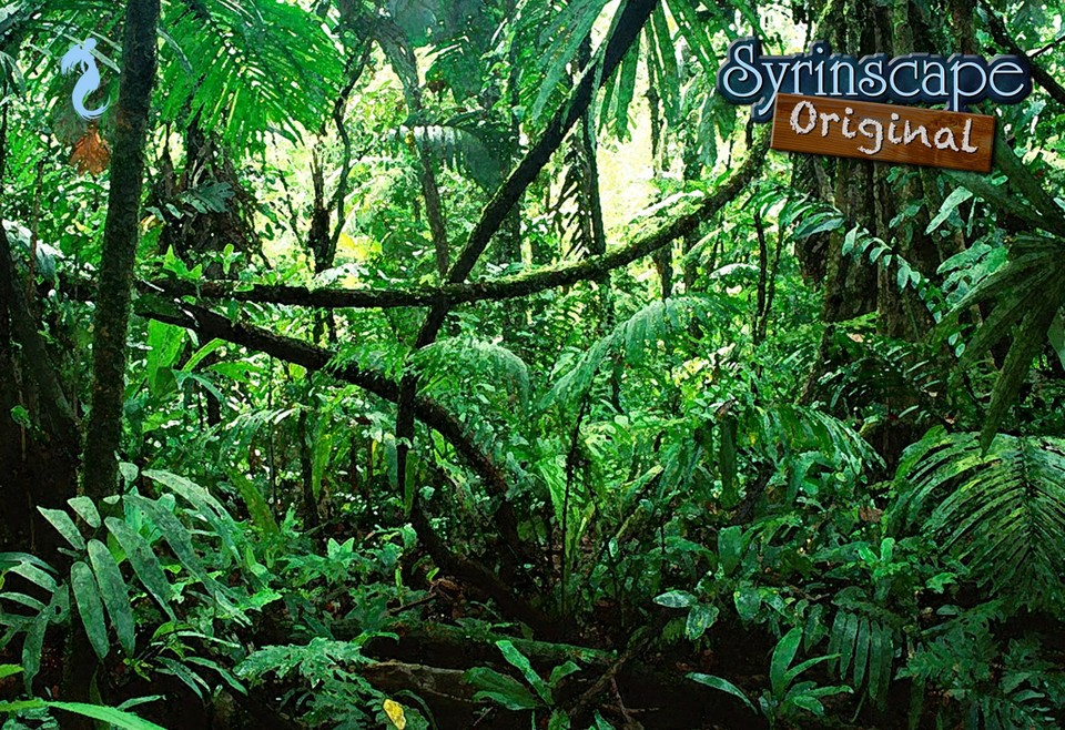 Image of Tropical jungle