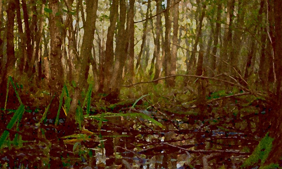 Image of Swamp